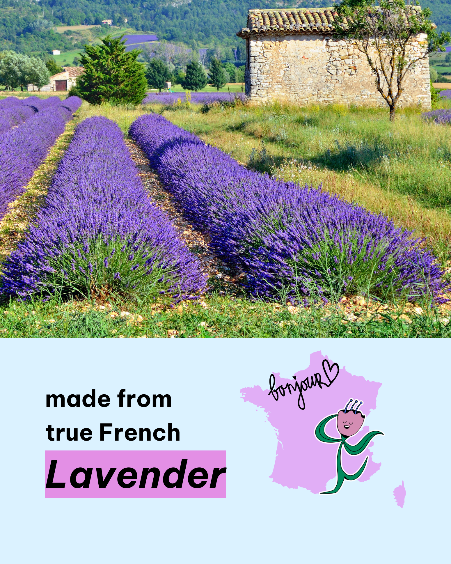 Lavender Situation